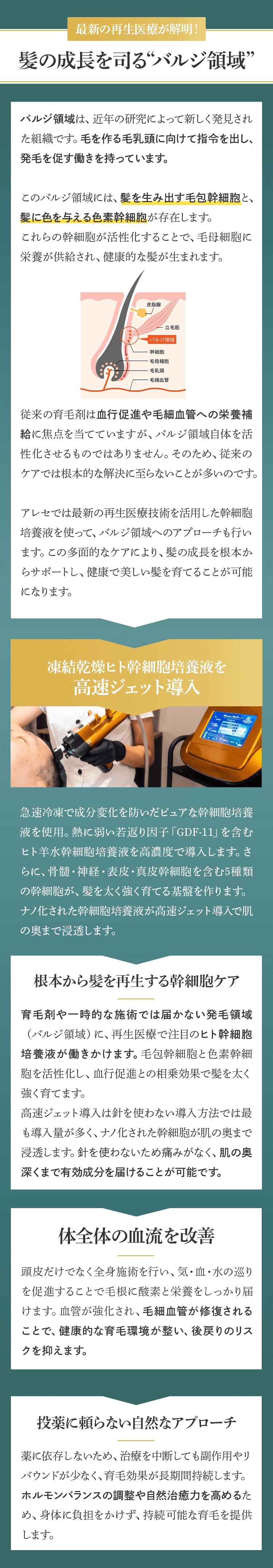 髪の成長をつかさどるバルジ領域